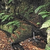 Plants: image 21 Of 60 Thumb